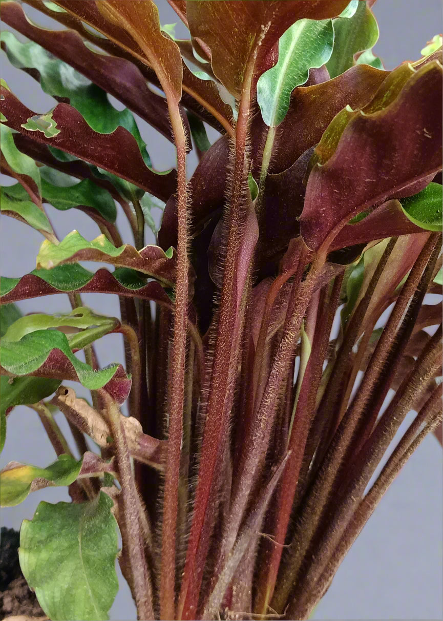 Goeppertia rufibarba – The Velvet Touch of the Tropics 🌿✨