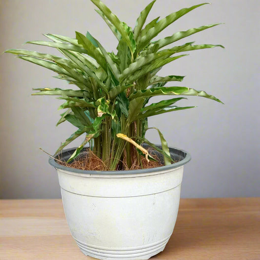 Goeppertia rufibarba ‘Green ’ (Formerly Calathea rufibarba) – The Velvety Tropical Beauty
