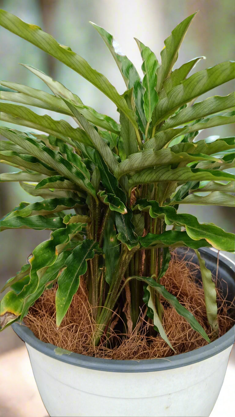 Goeppertia rufibarba ‘Green ’ (Formerly Calathea rufibarba) – The Velvety Tropical Beauty