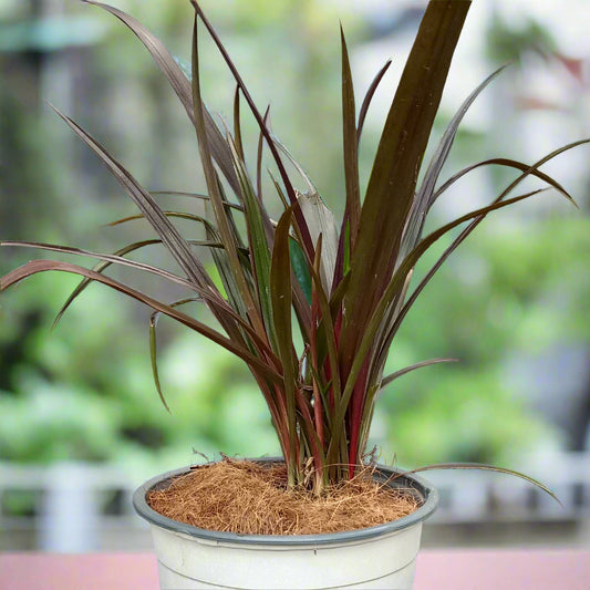 Red Bog Lily (Crinum ‘Menehune’) – A Versatile Beauty for Water & Soil 🌿🔥