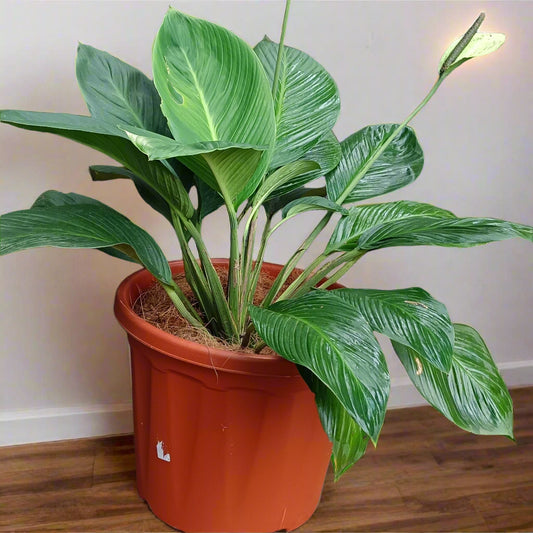 🌿 Spathiphyllum cannifolium – The Bold Peace Lily with a Tropical Edge 🤍