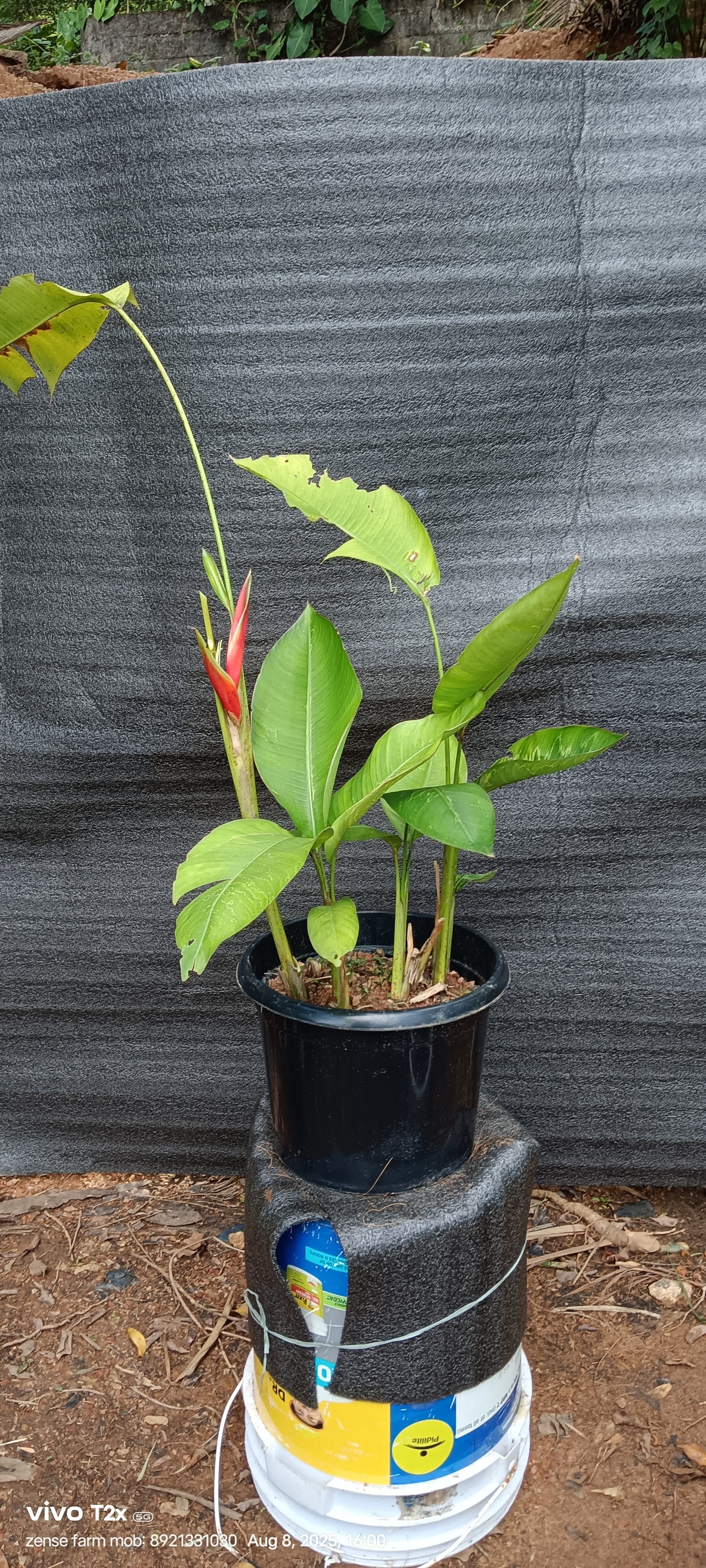 Heliconia bihai ‘Lobster Claw Two’ – A Bold Tropical Beauty with Green Edges 🌿🔥
