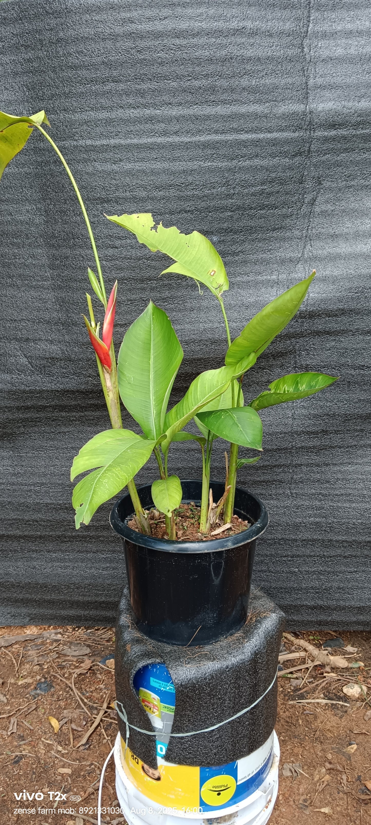 Heliconia bihai ‘Lobster Claw Two’ – A Bold Tropical Beauty with Green Edges 🌿🔥