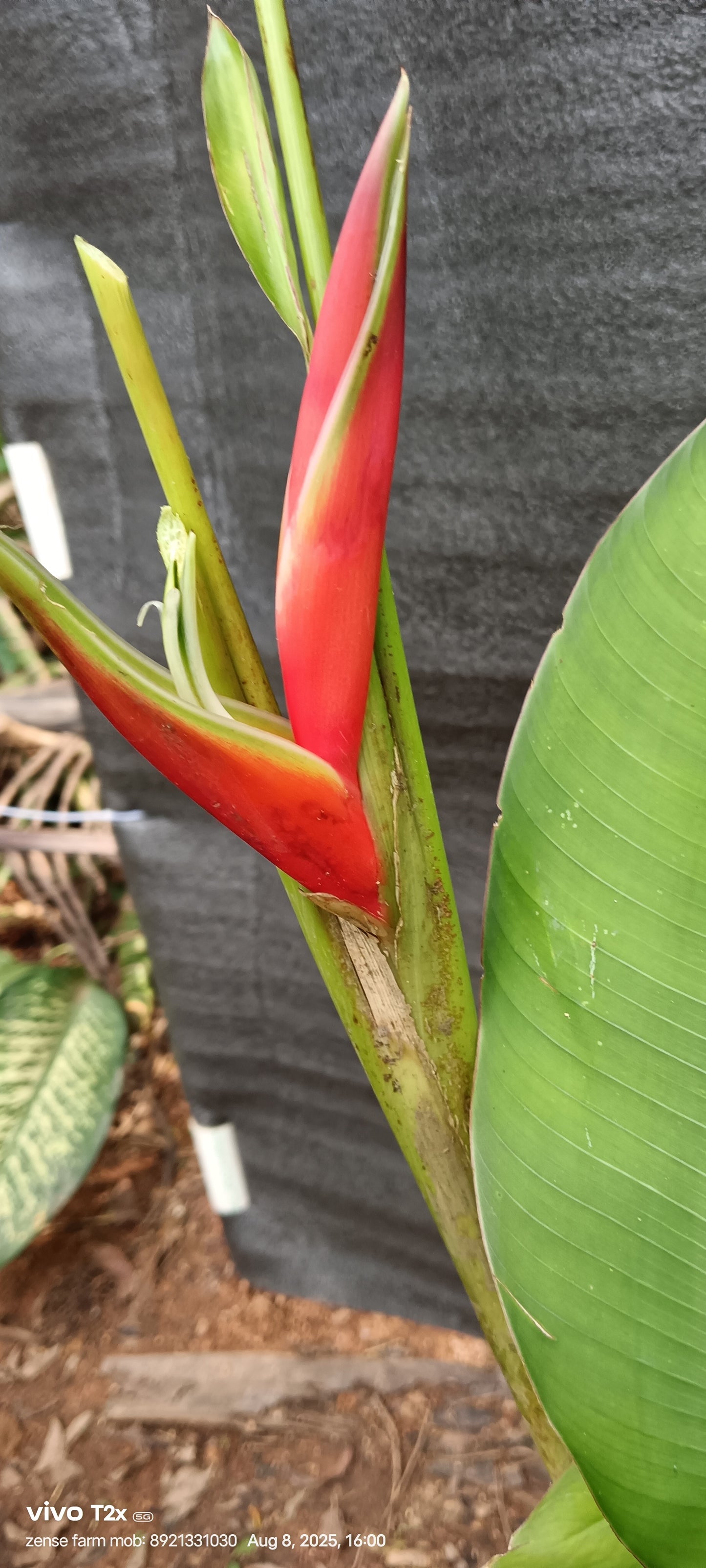 Heliconia bihai ‘Lobster Claw Two’ – A Bold Tropical Beauty with Green Edges 🌿🔥