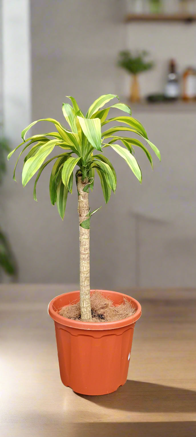 🌿 Dracaena fragrans – The Timeless Corn Plant 🌱✨