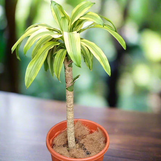 🌿 Dracaena fragrans – The Timeless Corn Plant 🌱✨