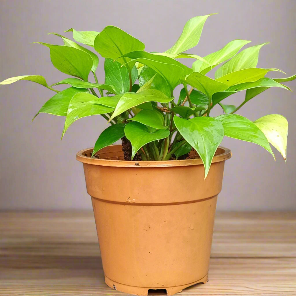 :  🌿 Homalomena ‘Sunshine Gem’ – A Lush Glow for Shaded Corners ✨🌱