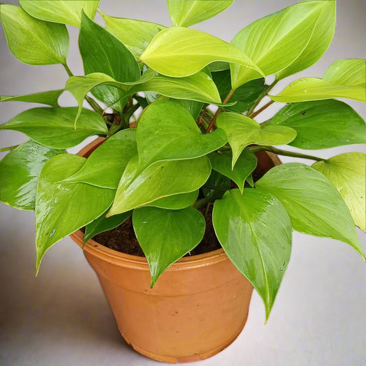 :  🌿 Homalomena ‘Sunshine Gem’ – A Lush Glow for Shaded Corners ✨🌱