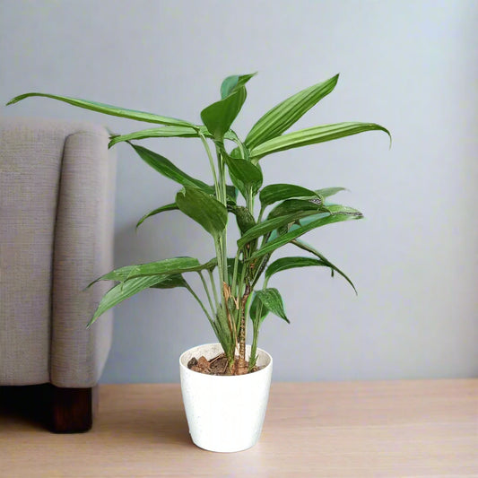 🌿 Dracaena thalioides – The Graceful Minimalist