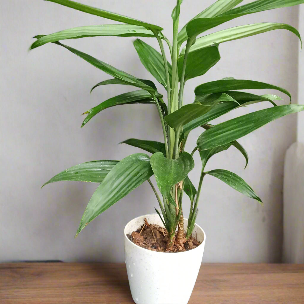 🌿 Dracaena thalioides – The Graceful Minimalist