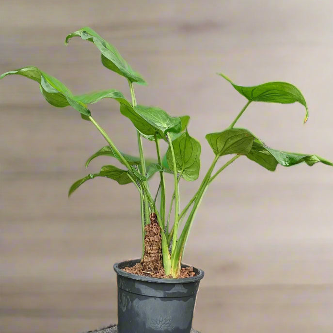 Hooded Dwarf Elephant Ear (Alocasia cucullata) – A Symbol of Luck & Elegance 🌿✨