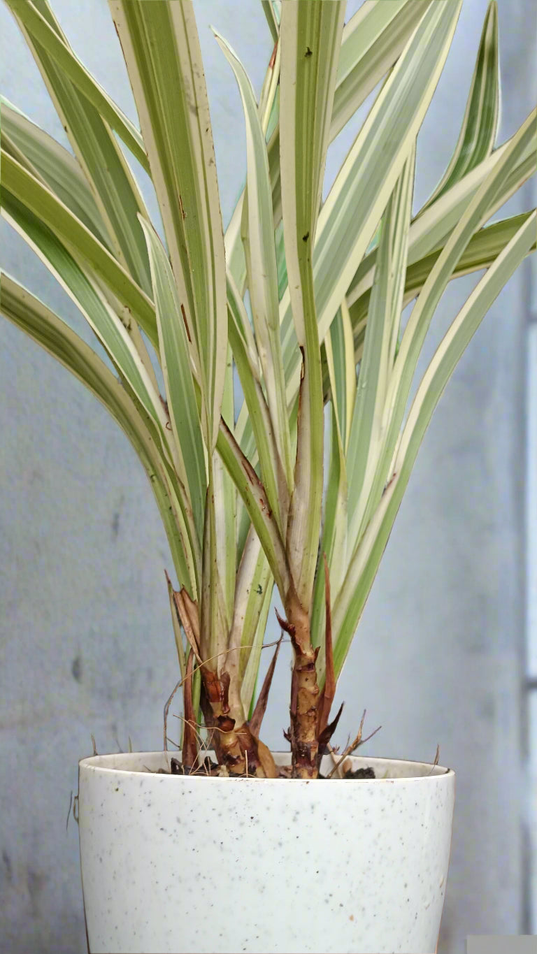 Phormium tenax 'Variegata' – Variegated New Zealand Flax 🌿✨