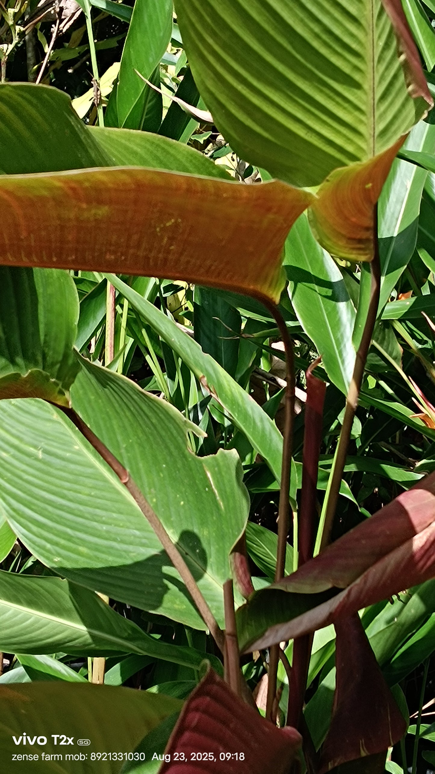 🌾 Wheat Calathea (Pleiostachya pruinosa) – The Subtle Showstopper