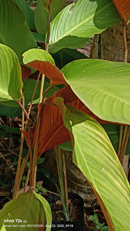 🌾 Wheat Calathea (Pleiostachya pruinosa) – The Subtle Showstopper