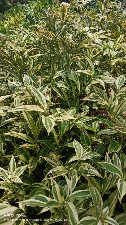 ostus arabicus 'Variegated'