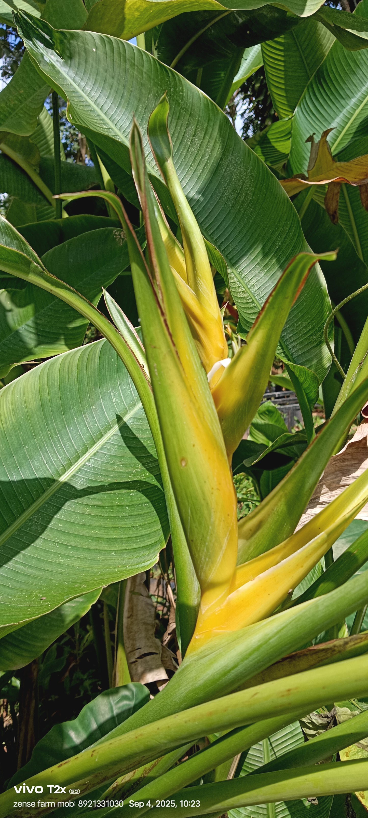 🌼 Heliconia ‘Yellow Dancer’ – The Golden Rhythm of the Tropics 💛🌿