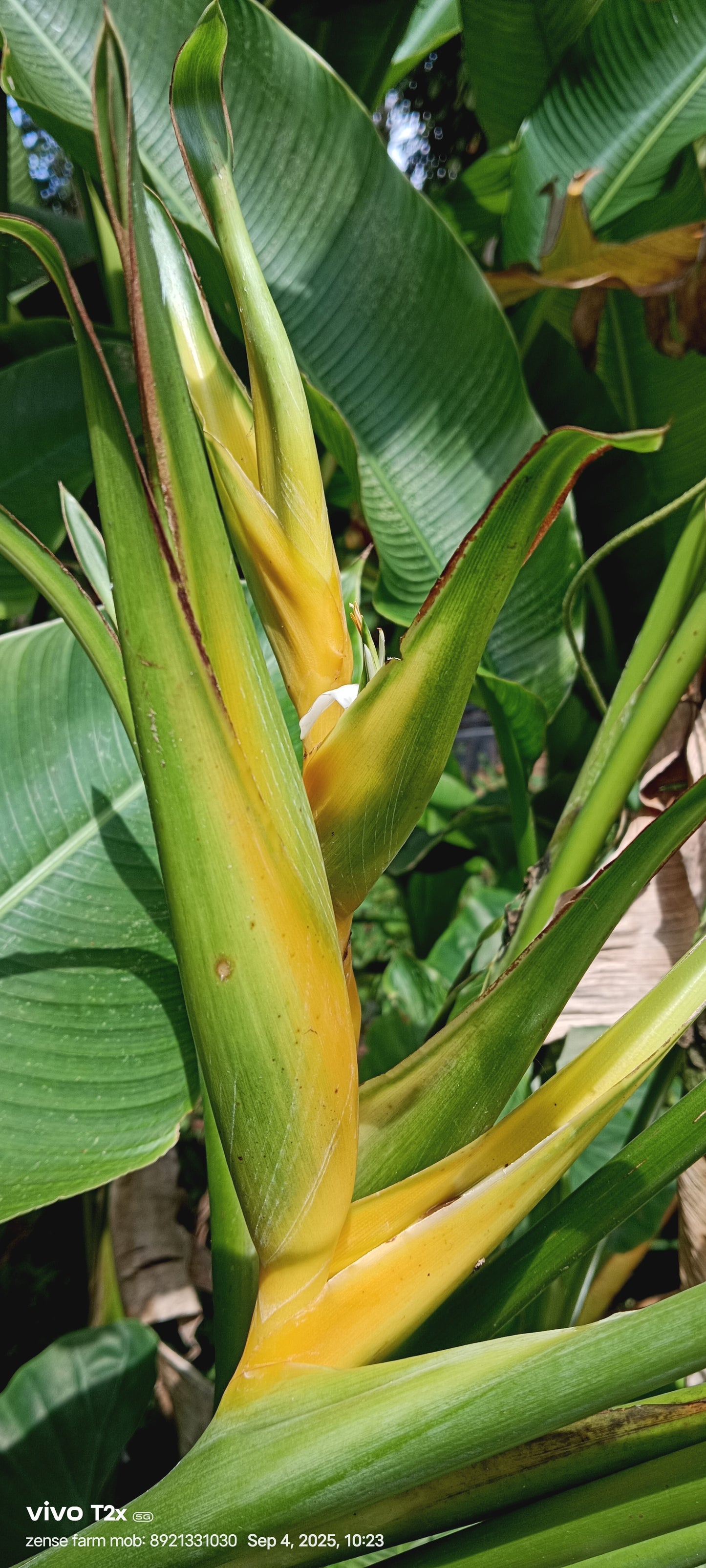 🌼 Heliconia ‘Yellow Dancer’ – The Golden Rhythm of the Tropics 💛🌿