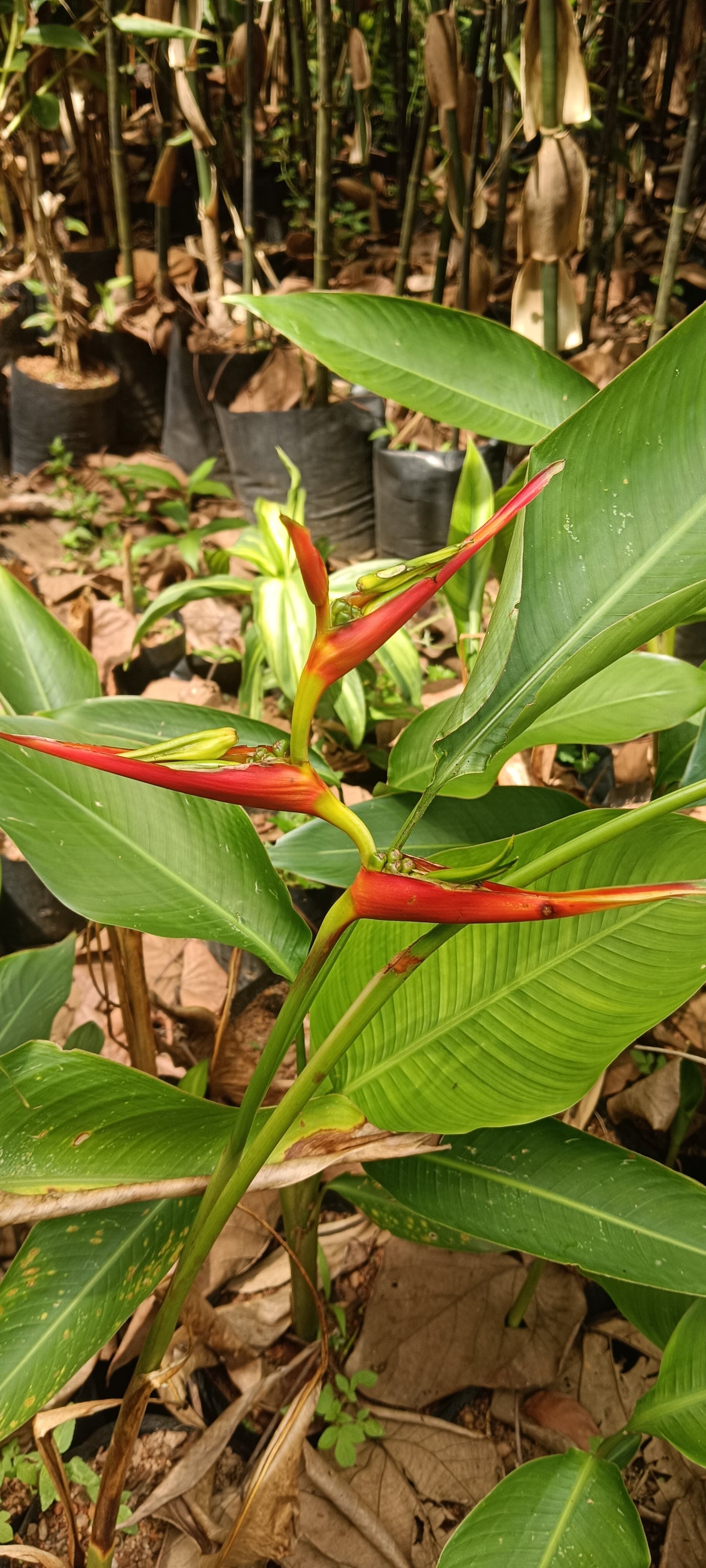 🌺 Heliconia latispatha ‘Distans’ – Compact Tropical Elegance
