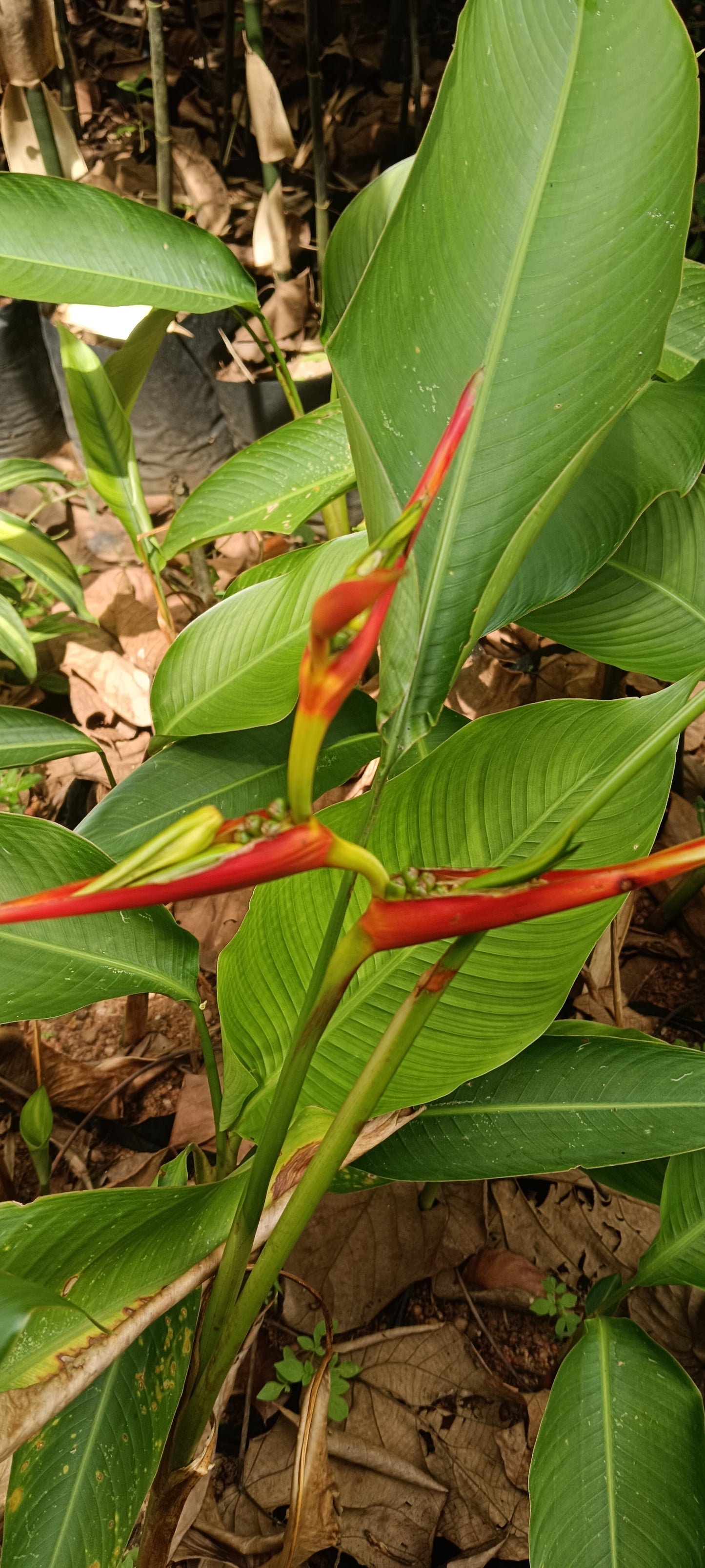 🌺 Heliconia latispatha ‘Distans’ – Compact Tropical Elegance