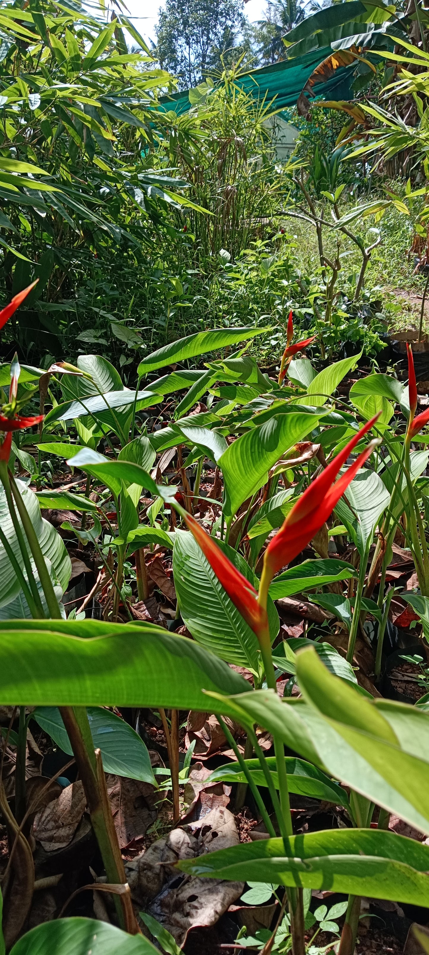🌺 Heliconia latispatha ‘Distans’ – Compact Tropical Elegance