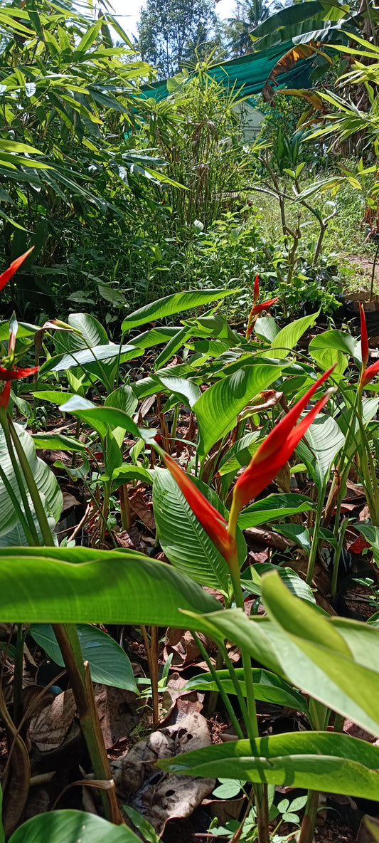 🌺 Heliconia latispatha ‘Distans’ – Compact Tropical Elegance
