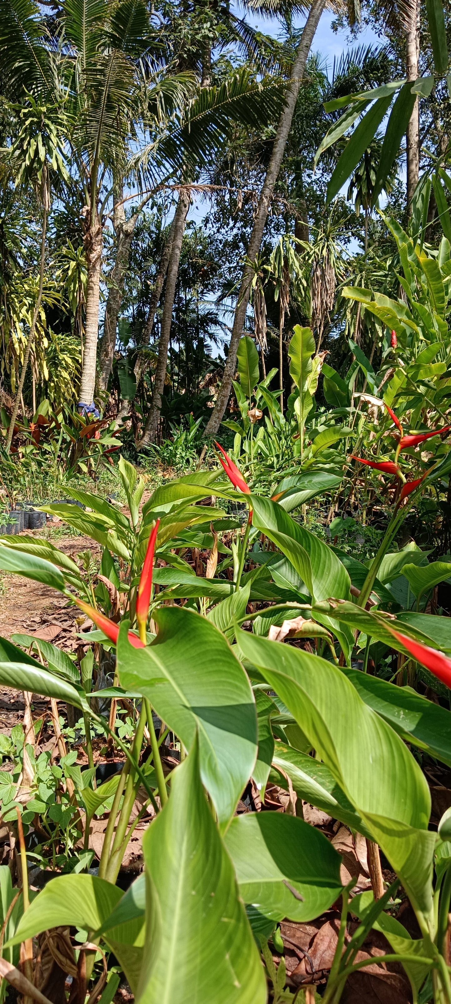 🌺 Heliconia latispatha ‘Distans’ – Compact Tropical Elegance
