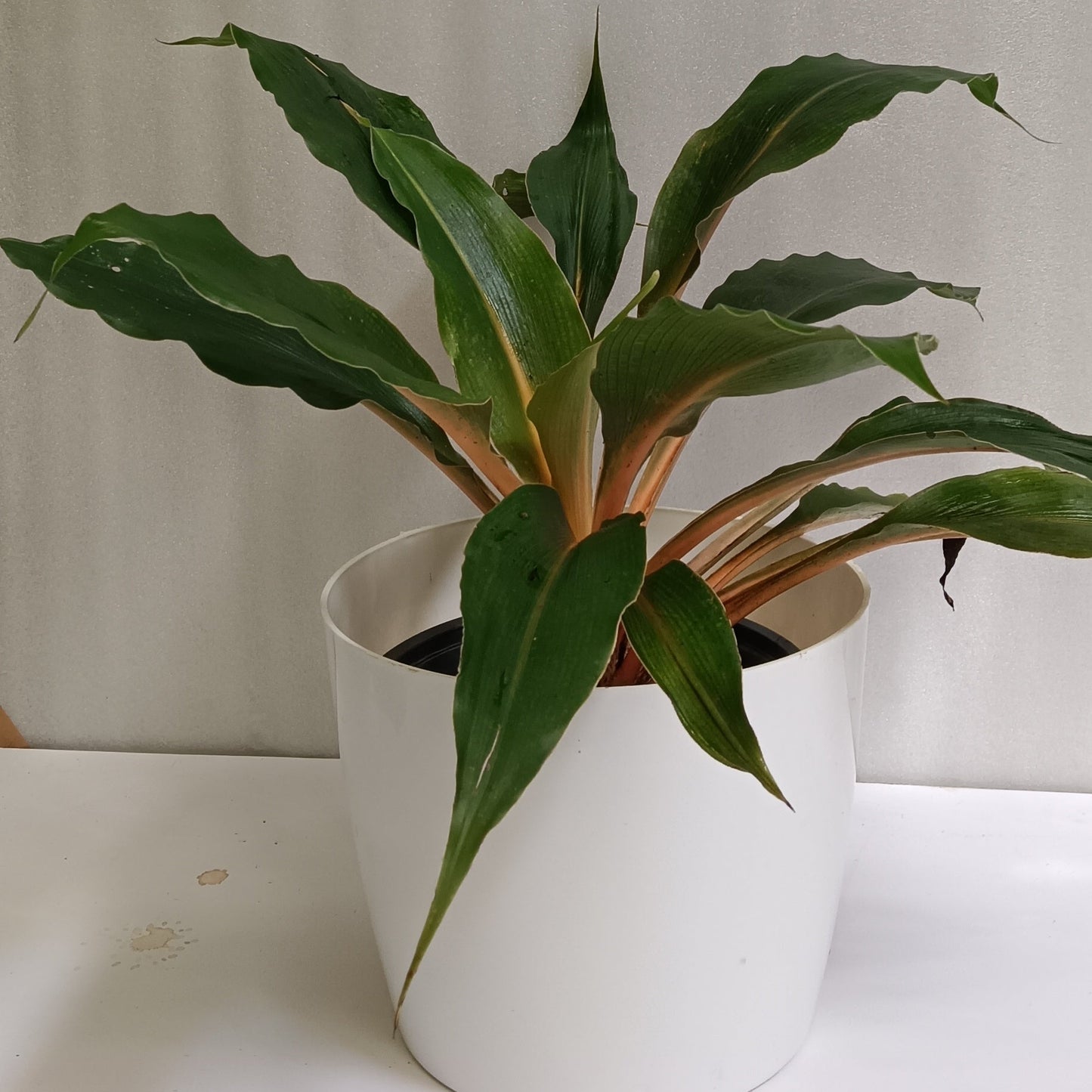 Orange Spider Plant (Chlorophytum orchidastrum ‘Fire Flash’) – A Bold Pop of Colour 🔥🧡🌿