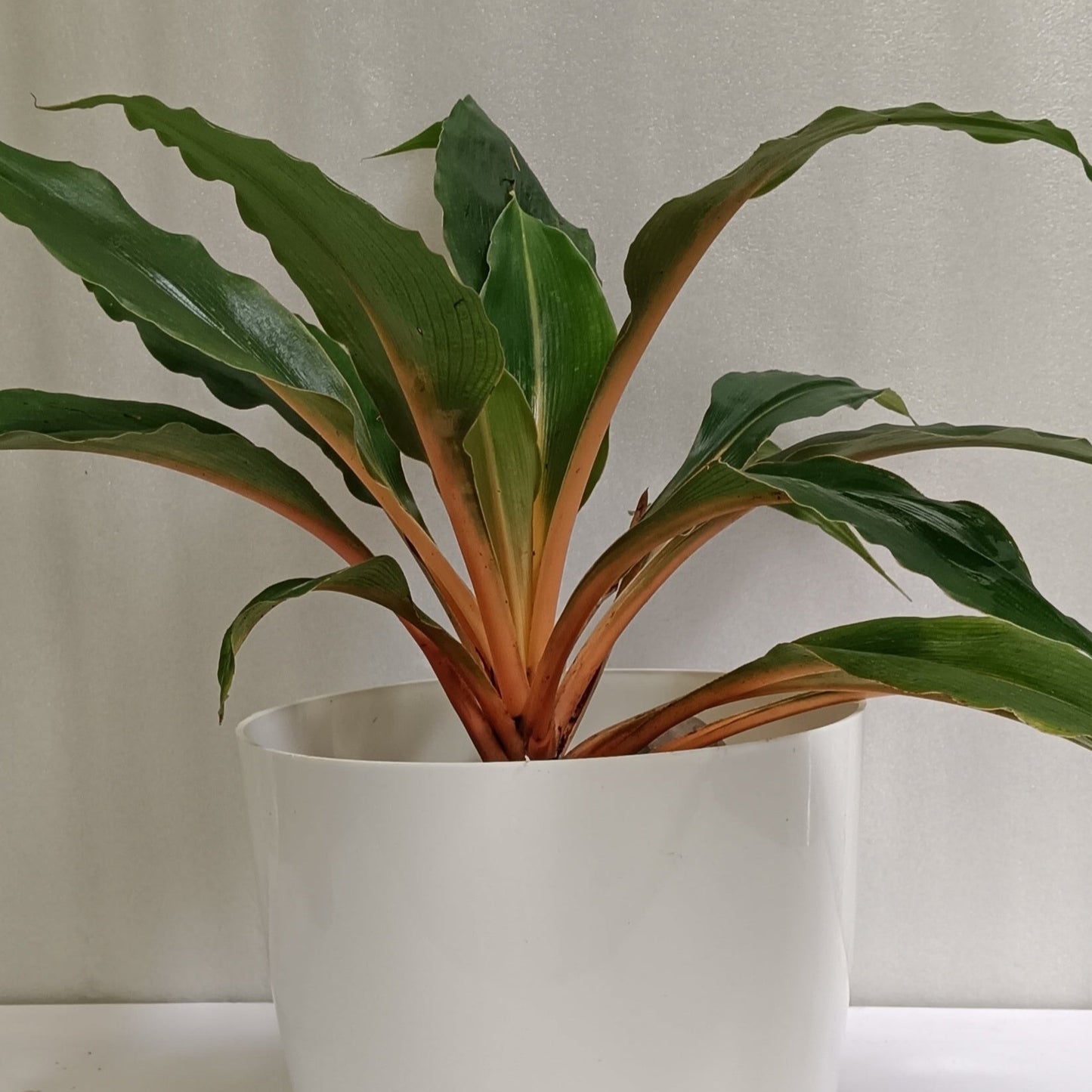 Orange Spider Plant (Chlorophytum orchidastrum ‘Fire Flash’) – A Bold Pop of Colour 🔥🧡🌿