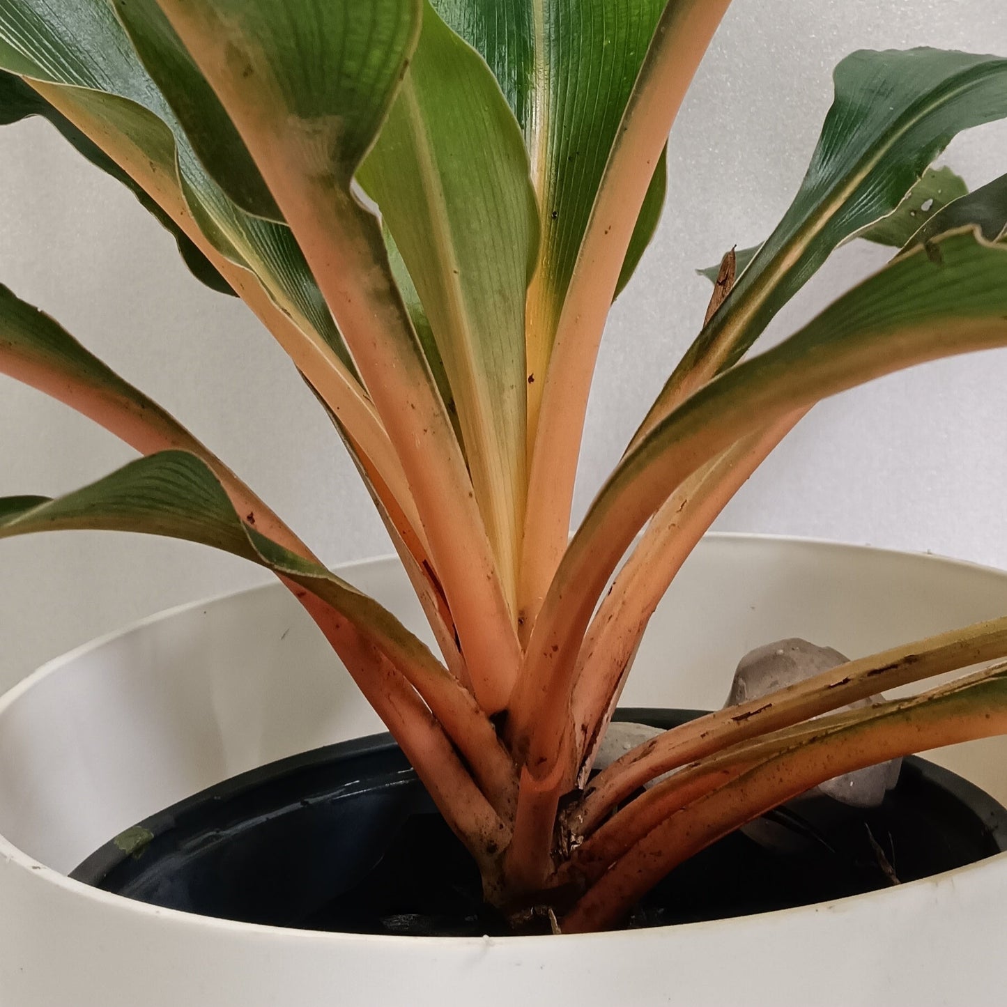 Orange Spider Plant (Chlorophytum orchidastrum ‘Fire Flash’) – A Bold Pop of Colour 🔥🧡🌿