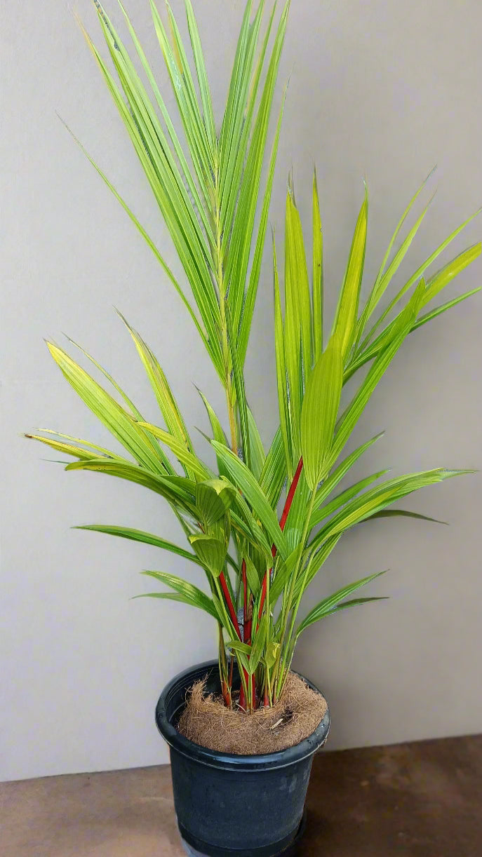 Red Palm (Cyrtostachys renda) – The Iconic Lipstick Palm 🌿🔥