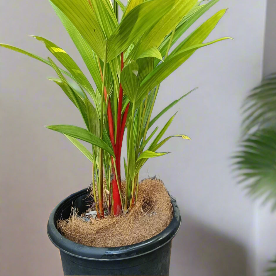 Red Palm (Cyrtostachys renda) – The Iconic Lipstick Palm 🌿🔥
