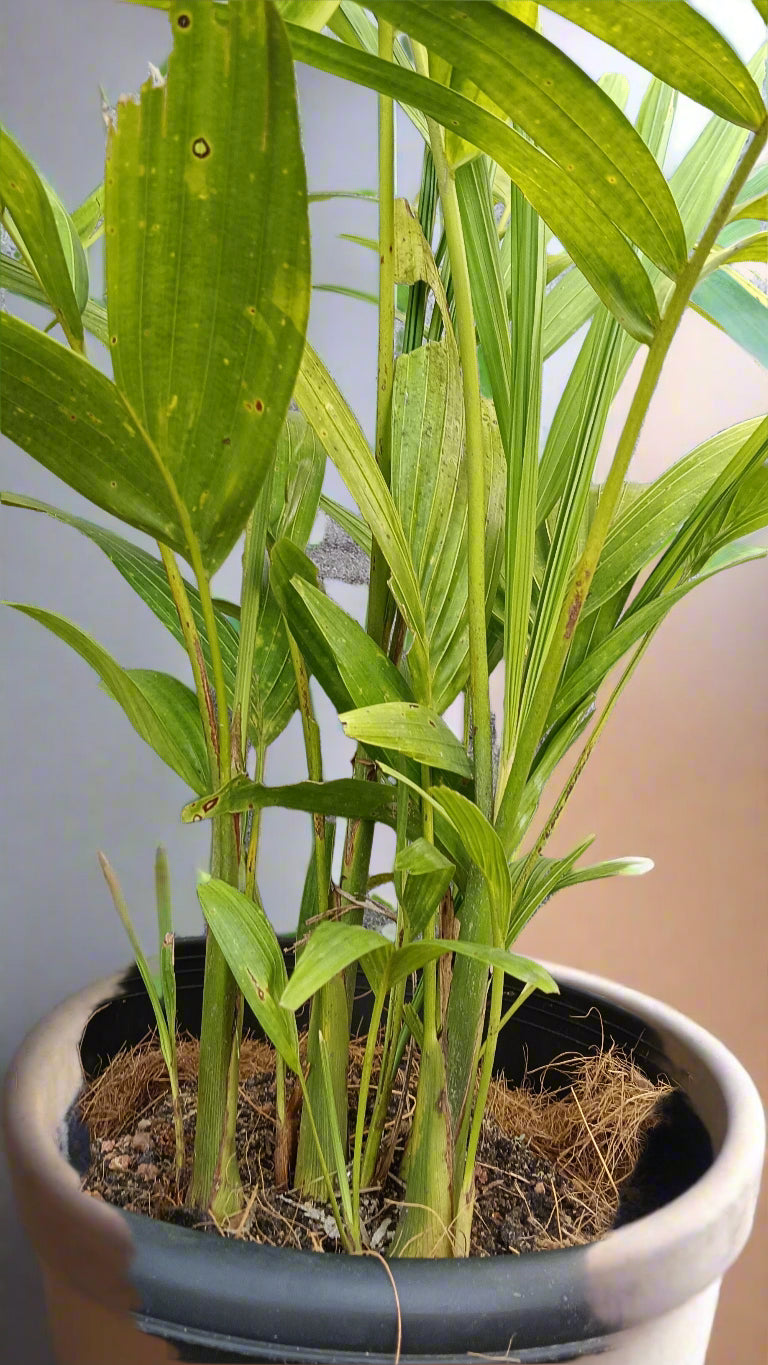Kentia Palm (Howea forsteriana) – The Graceful Indoor & Outdoor Palm 🌿✨