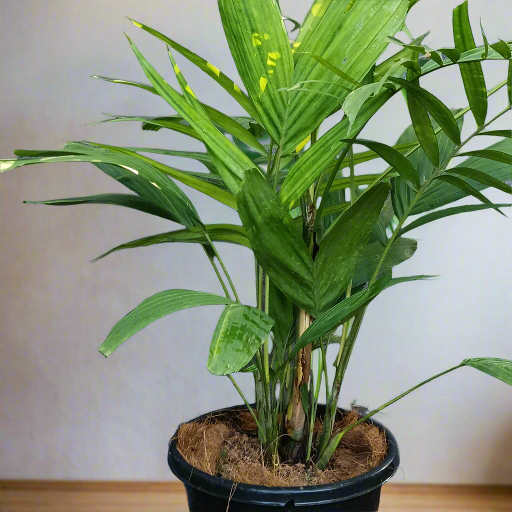 Kentia Palm (Howea forsteriana) – The Graceful Indoor & Outdoor Palm 🌿✨