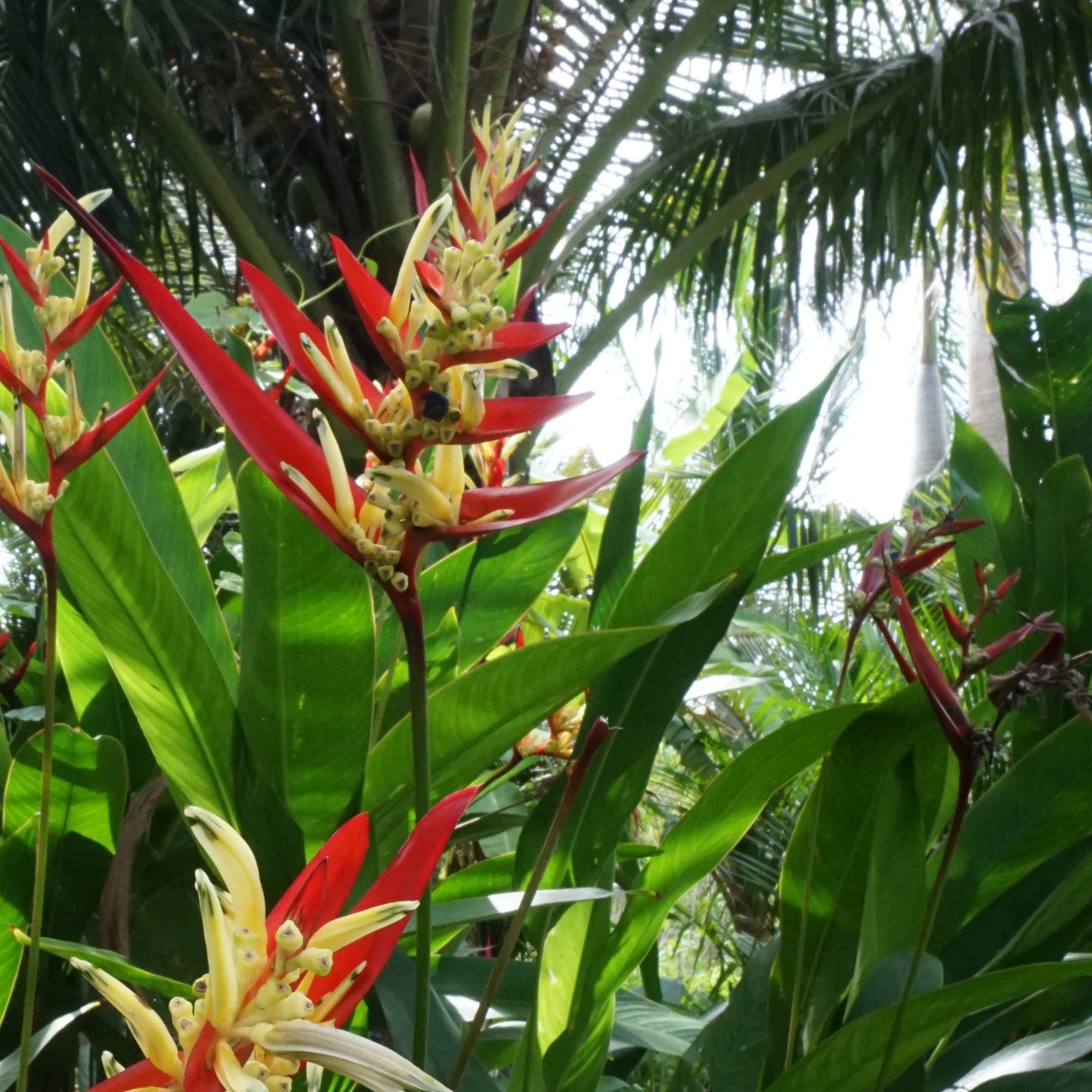 Heliconia ‘Lady Di’ – The Regal Tropical Beauty 🌿🔥