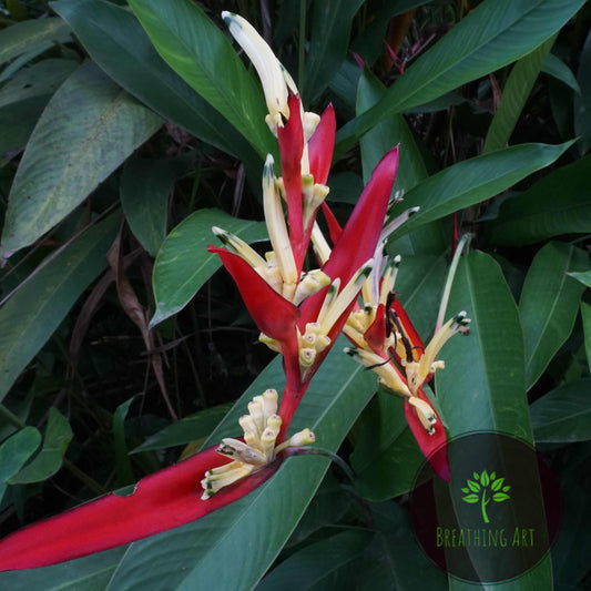 Heliconia ‘Lady Di’ – The Regal Tropical Beauty 🌿🔥