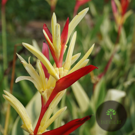 Heliconia ‘Lady Di Variegated’ – A Rare & Striking Tropical Beauty 🌿🔥