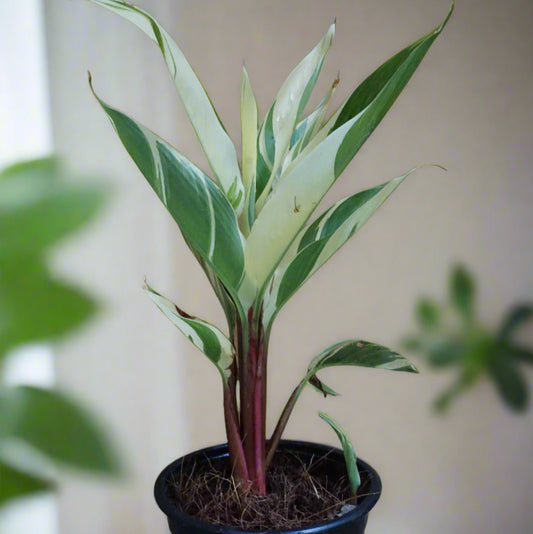 Heliconia ‘Lady Di Variegated’ – A Rare & Striking Tropical Beauty 🌿🔥