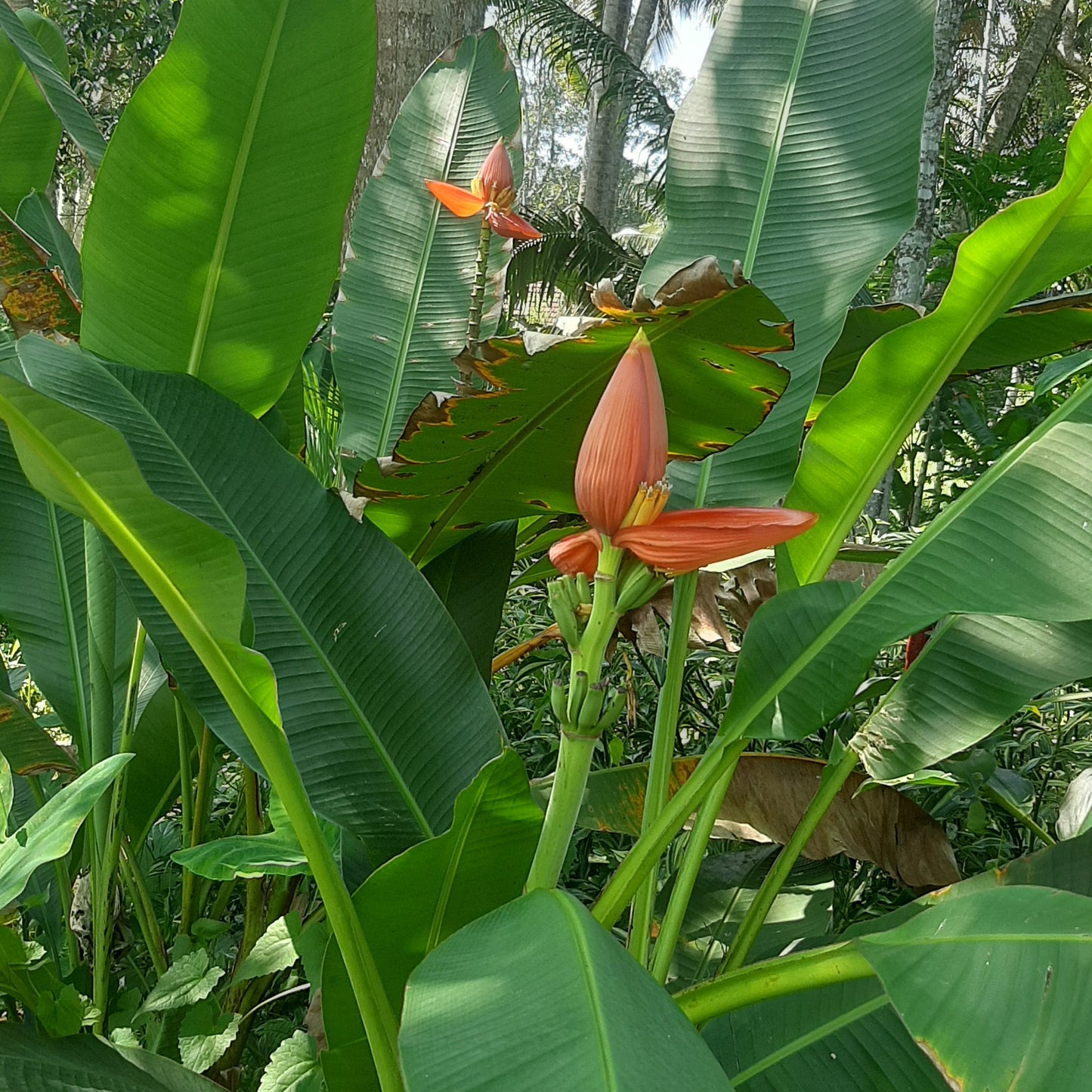 Musa ornata ‘Orange’ – The Stunning Orange Ornamental Banana 🌿🔥
