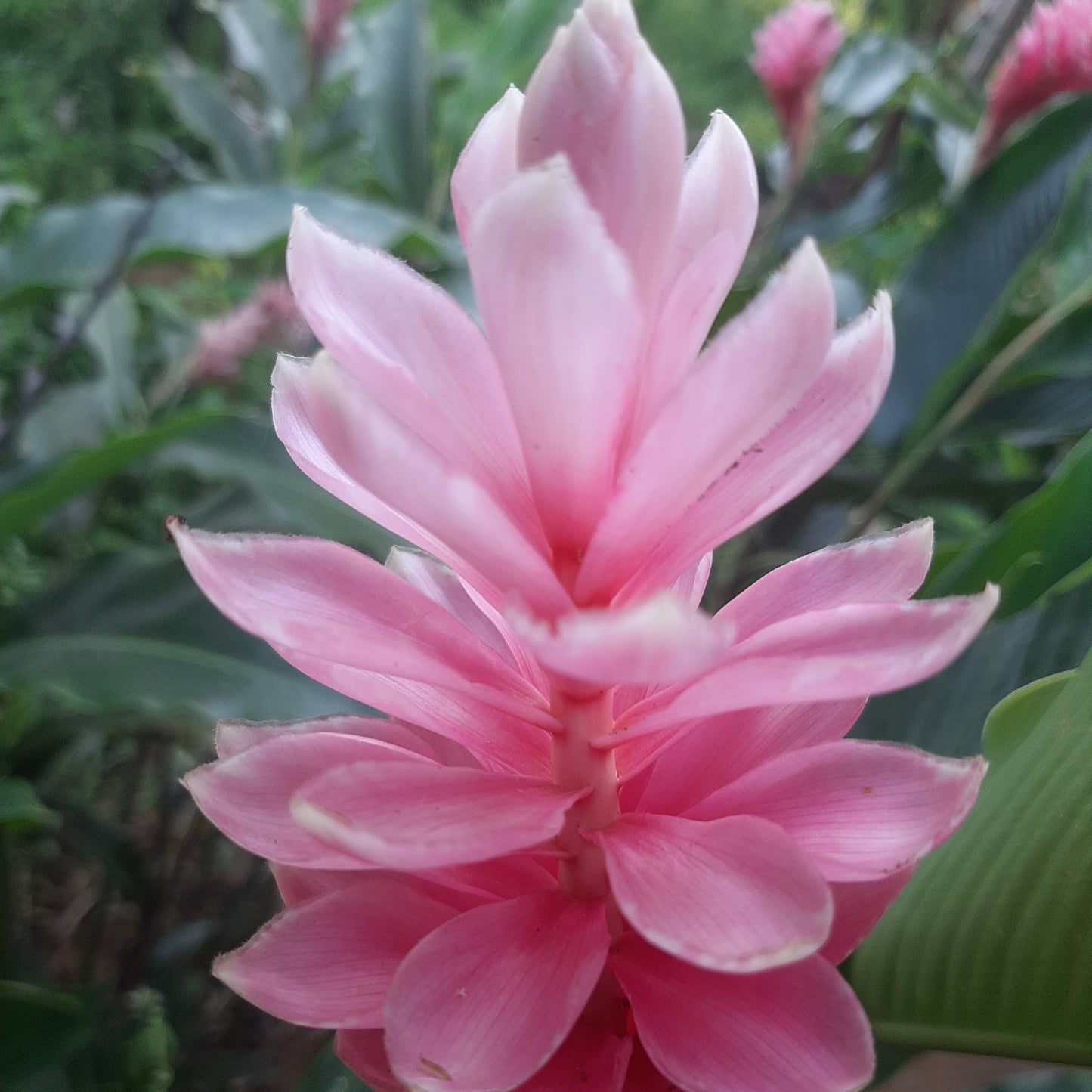 Pink Ginger (Alpinia purpurata ‘Pink’) – Soft Elegance, Tropical Charm 🌿✨
