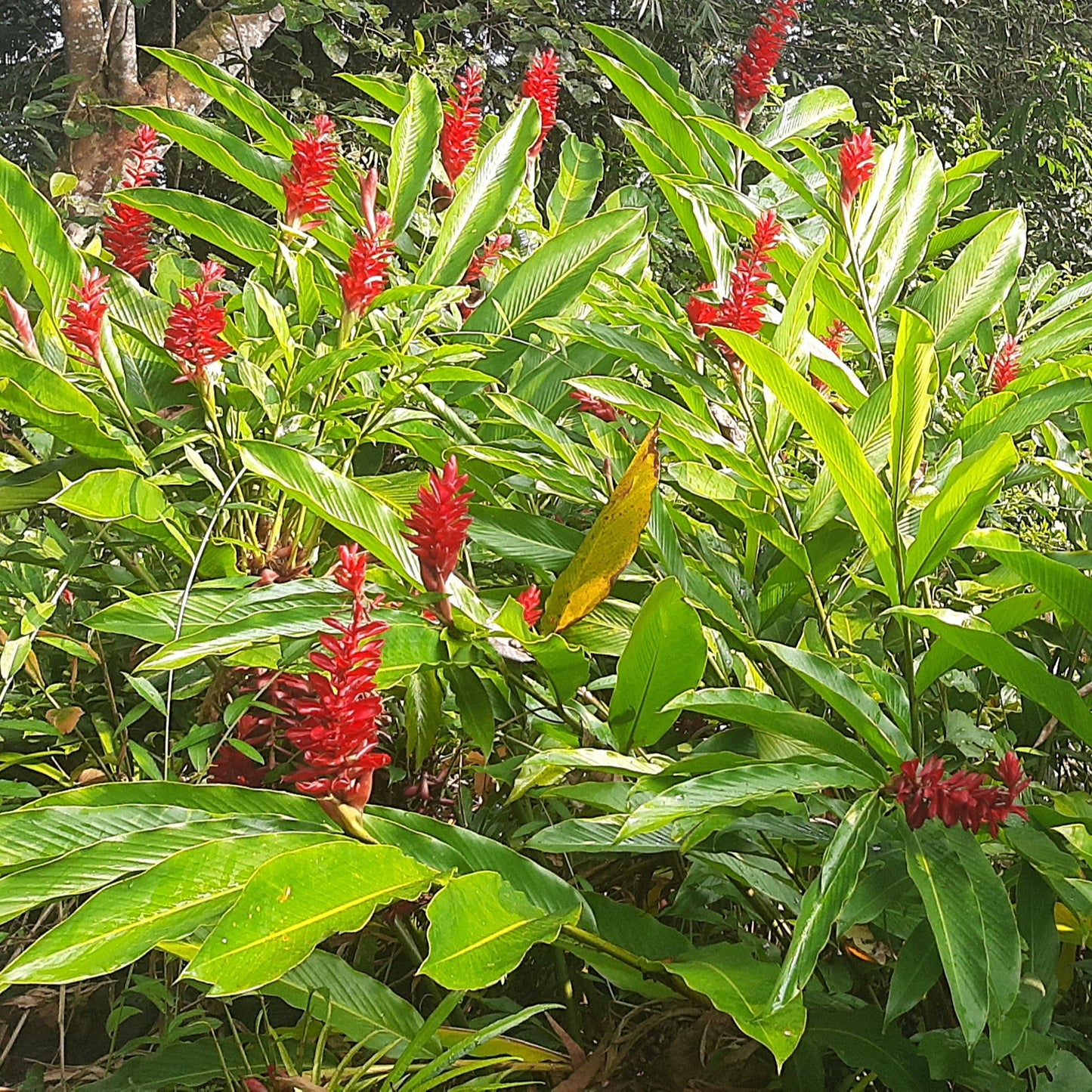 Red Ginger (Alpinia purpurata) – A Tropical Showstopper 🌿✨