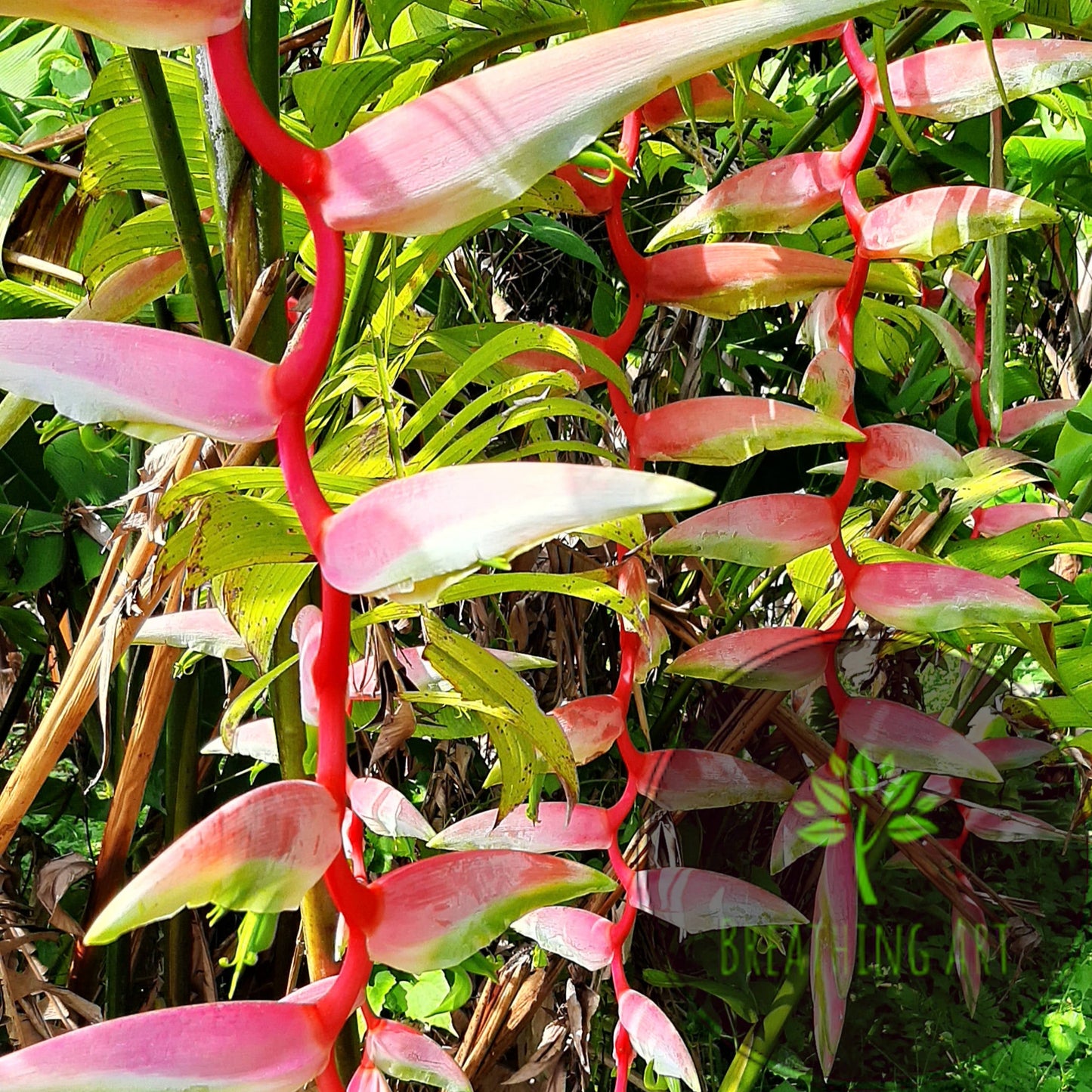 Heliconia ‘Sexy Pink’ – A Bold Tropical Beauty for Your Garden! 🌿🌸