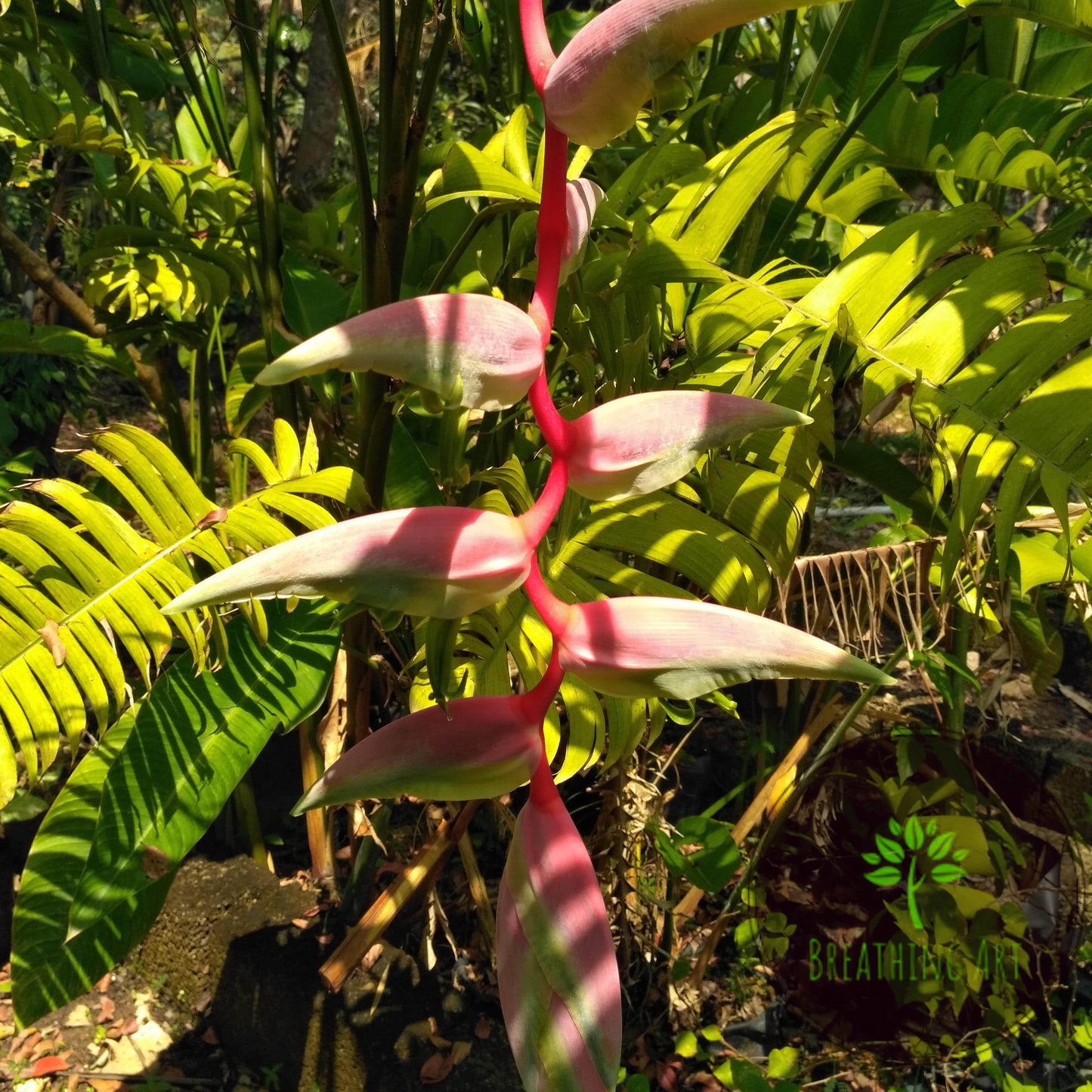 Heliconia ‘Sexy Pink’ – A Bold Tropical Beauty for Your Garden! 🌿🌸