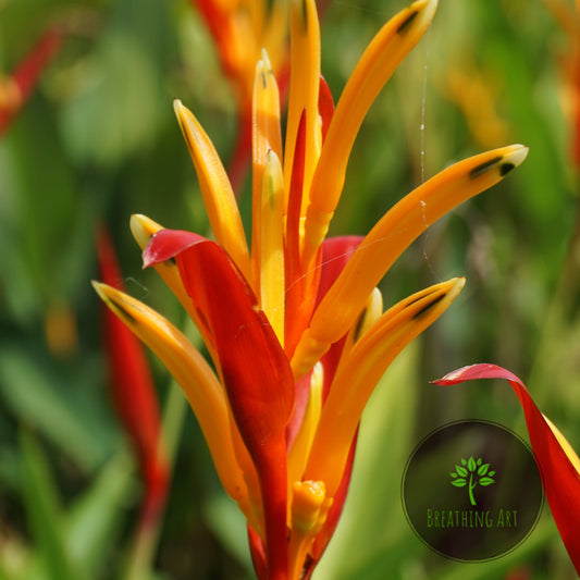 Heliconia ‘St. Vincent Red’ – A Bold Tropical Beauty 🌿🔥