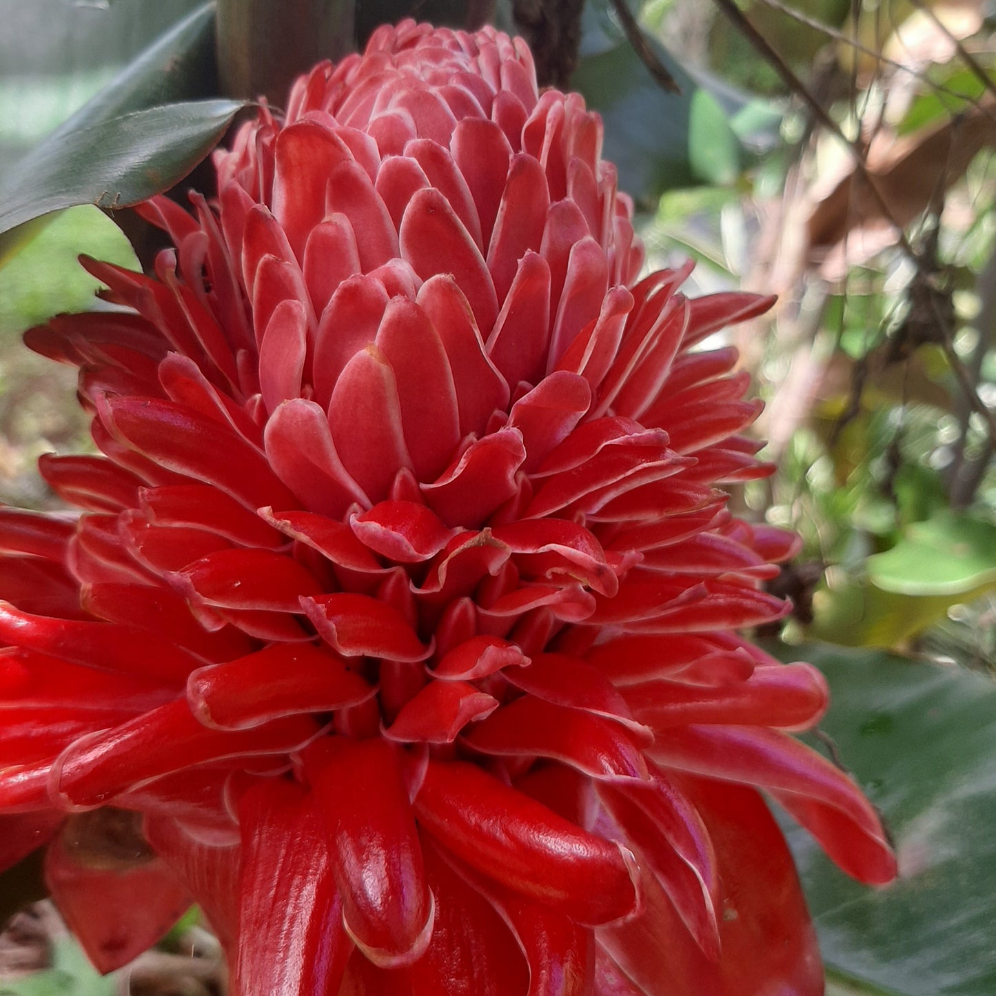 Torch Ginger Red (Etlingera elatior - Red)