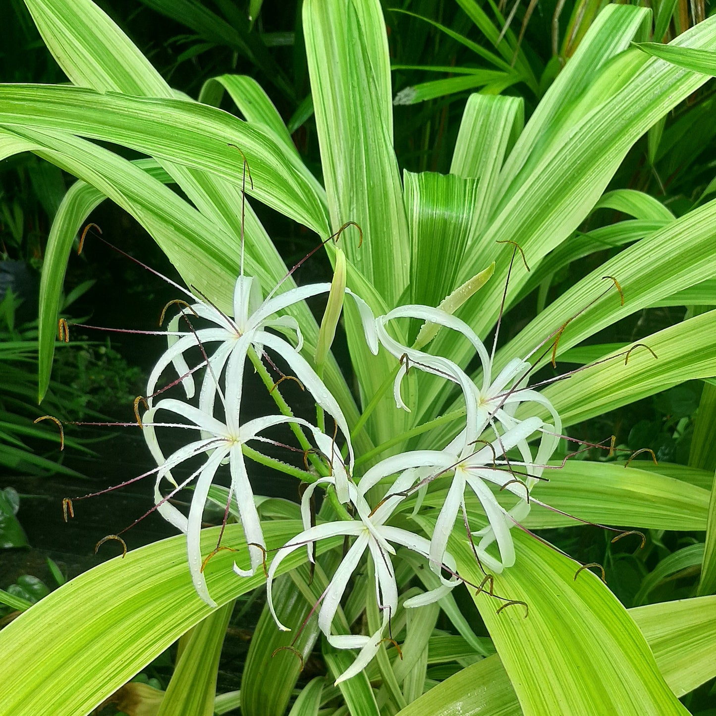 Variegated Crinum Lily (Crinum asiaticum 'Variegatum') – A Bold Tropical Statement 🌿✨