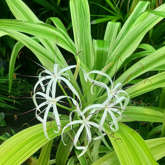 Variegated Crinum Lily (Crinum asiaticum 'Variegatum') – A Bold Tropical Statement 🌿✨