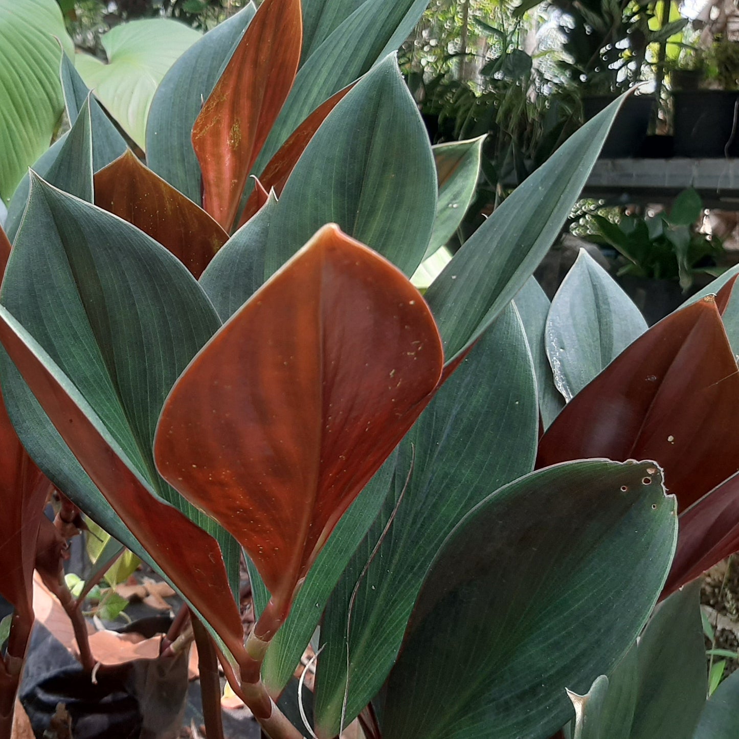 Blood Red Ginger (Costus erythrophyllus) – A Bold Tropical Marvel 🌿✨