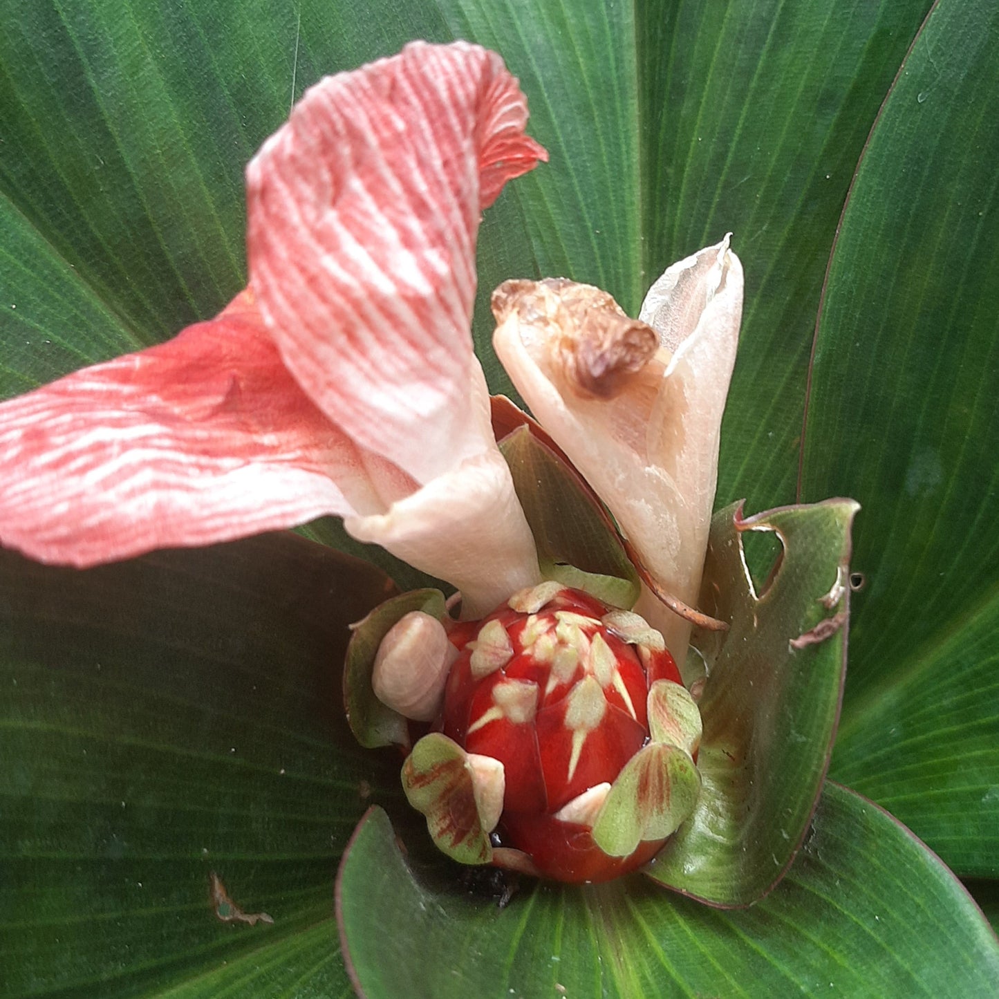 Blood Red Ginger (Costus erythrophyllus) – A Bold Tropical Marvel 🌿✨