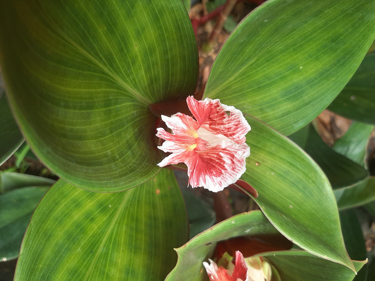 Blood Red Ginger (Costus erythrophyllus) – A Bold Tropical Marvel 🌿✨
