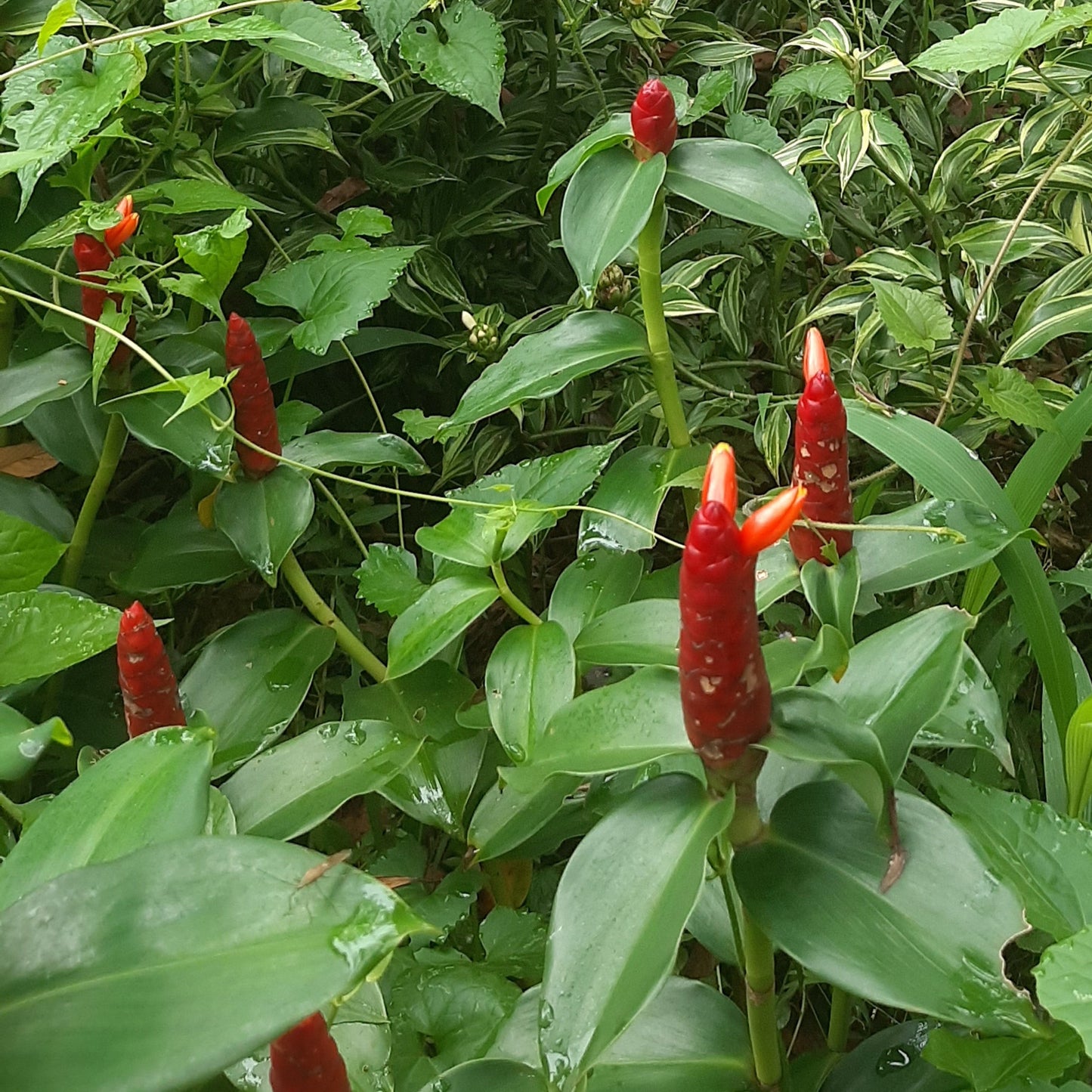 Red Button Ginger (Costus woodsonii) – A Compact Tropical Beauty 🌿🔥